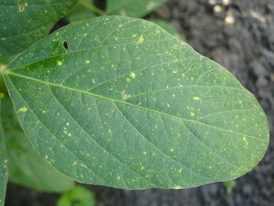 leaf, leaves, soy, green leaf, summer, soybean, nature, glycine max, HD wallpaper