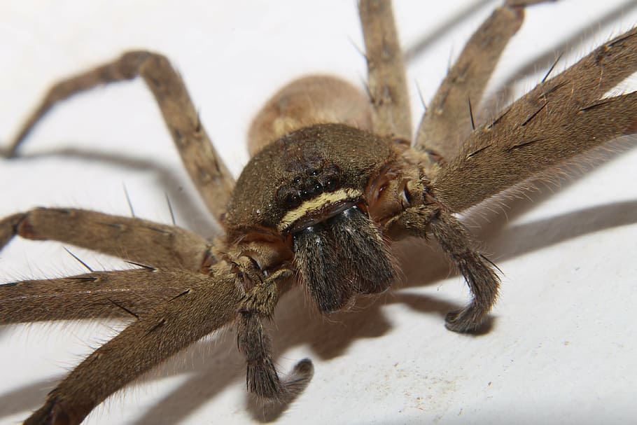 closeup photo of brown spider, insect, arachnid, bug, creepy HD wallpaper