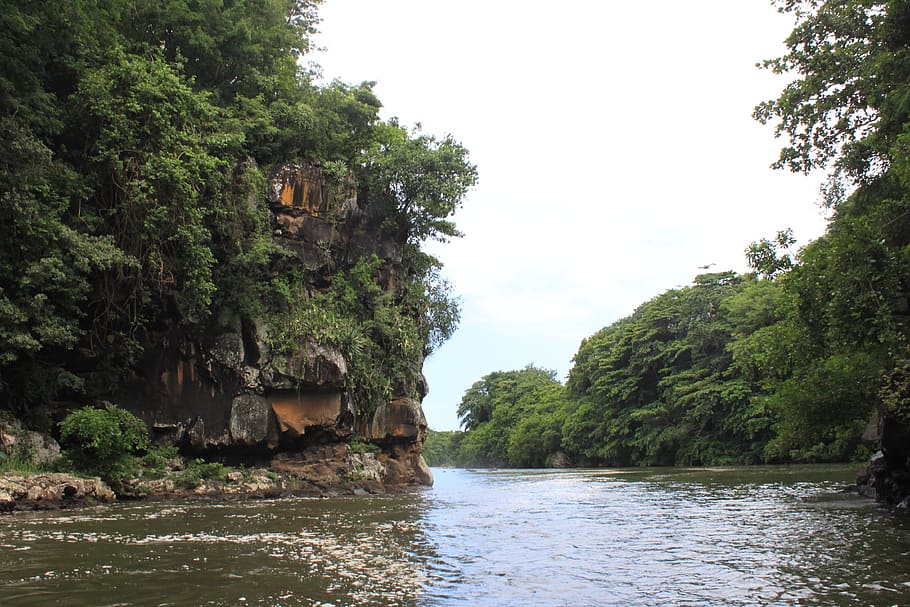 tributary, rock, tropical forest, tree, water, plant, nature HD wallpaper