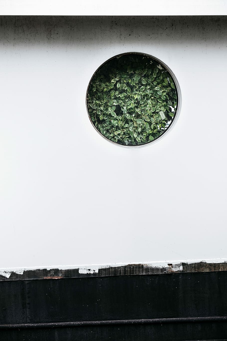 photo of white wall cutout with green leafed plant, white concrete surface HD wallpaper