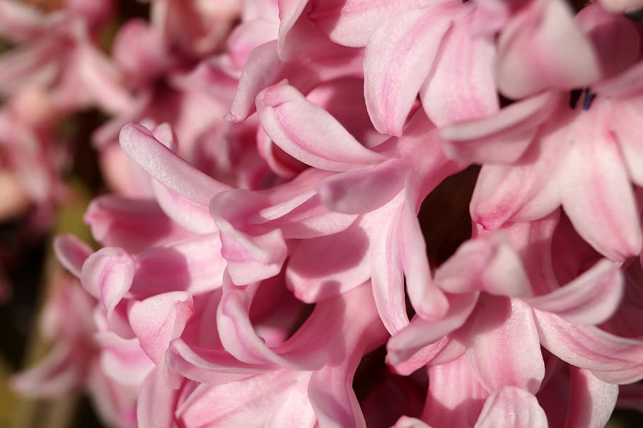 Hyacinths, Spring, Flower, flowers, gardening, nature, rosa HD wallpaper