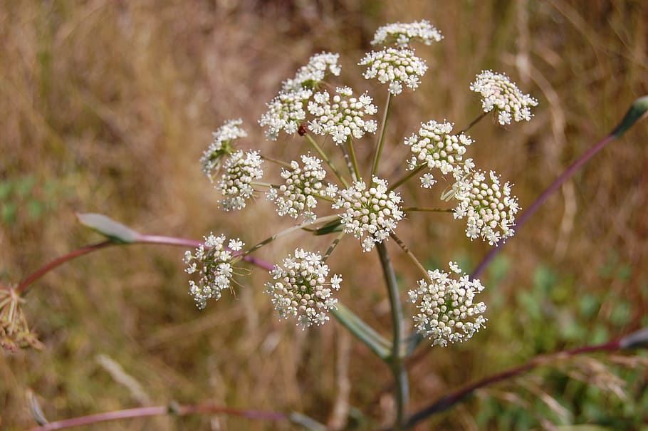 Flower, Delicate, Nature, plant, growth, beauty in nature, fragility HD wallpaper