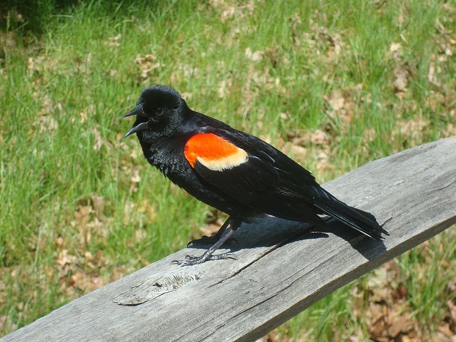 red, winged, black, bird, summer, animal, nature, wildlife HD wallpaper