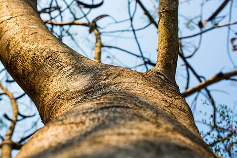 Log, Tree, Bark, Aesthetic, nature, branch, tree Trunk, outdoors HD wallpaper