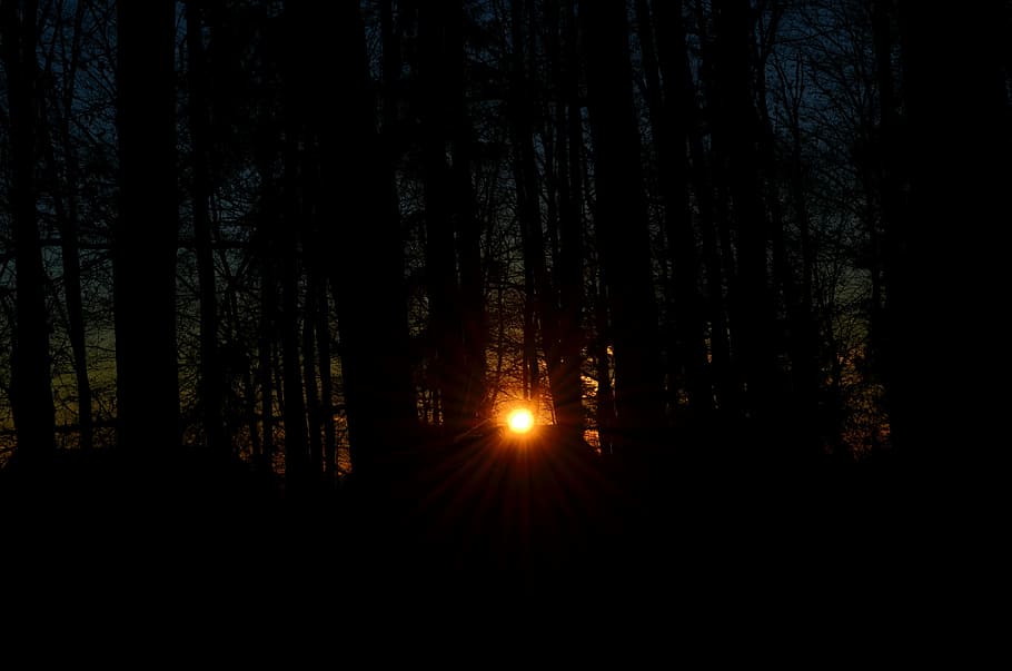 Sunset, Beautiful, Trees, Forest, december, snow, autumn, orange HD wallpaper
