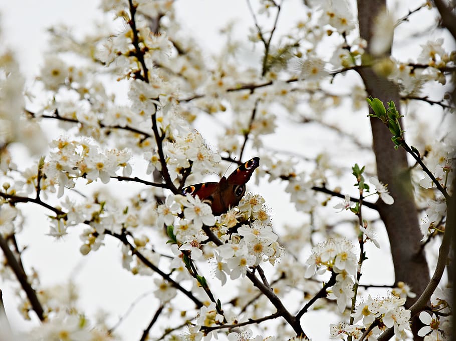 Tree, Leaf, Nature, Butterfly, green, plants, garden, sprig HD wallpaper