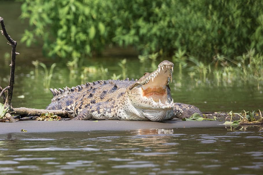 shallow focus photography of crocodile near lake, reptile, dangerous