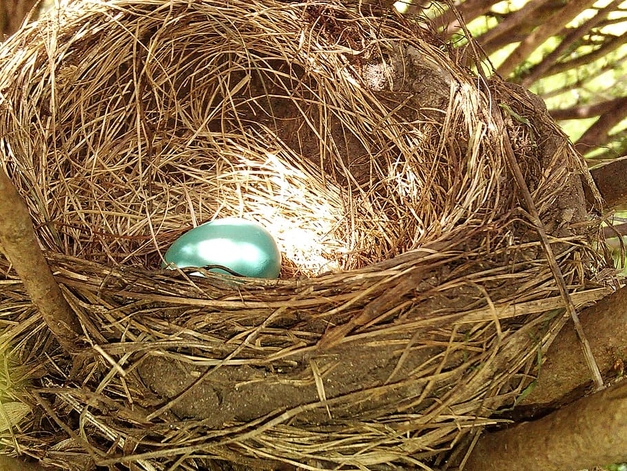 selective focus photography of blue egg in hutch, nest, nature HD wallpaper