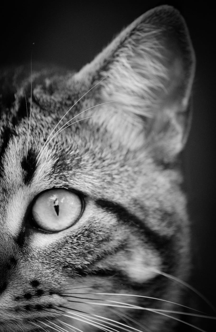 cat, eye, animal, domestic cat, feline, one animal, close-up HD wallpaper