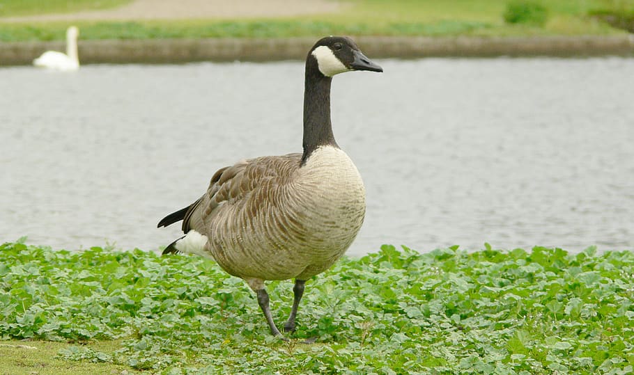 duck, bird, animal, animals in the wild, vertebrate, animal themes HD wallpaper