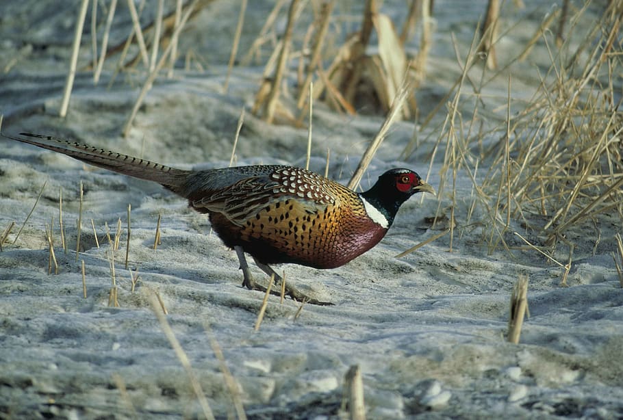 vegetation, dried, sparse, sand, across, walking, male, pheasant HD wallpaper