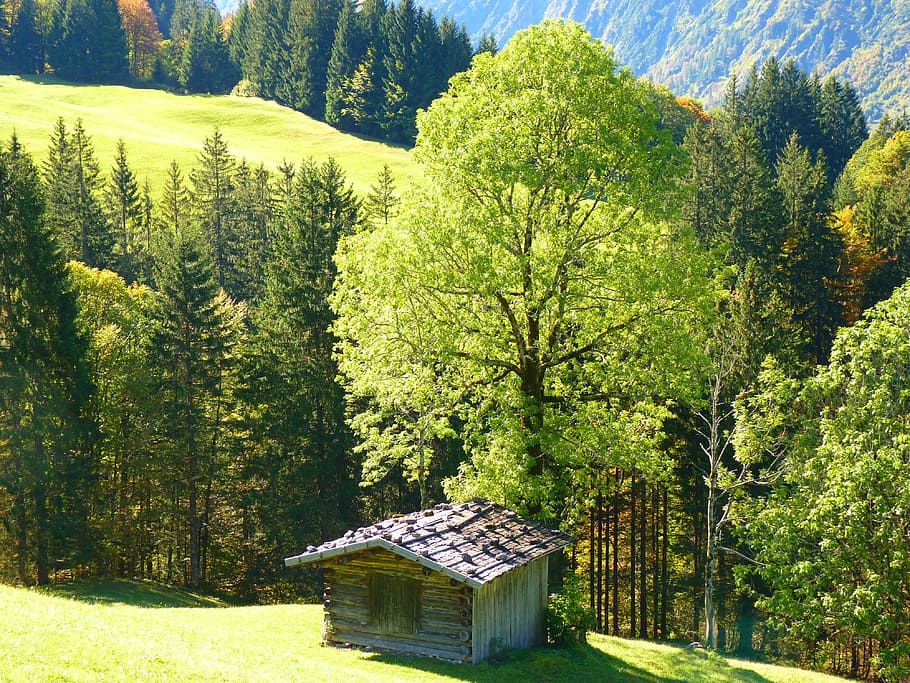 landscape, hut, trees, nature, plant, green color, beauty in nature HD wallpaper