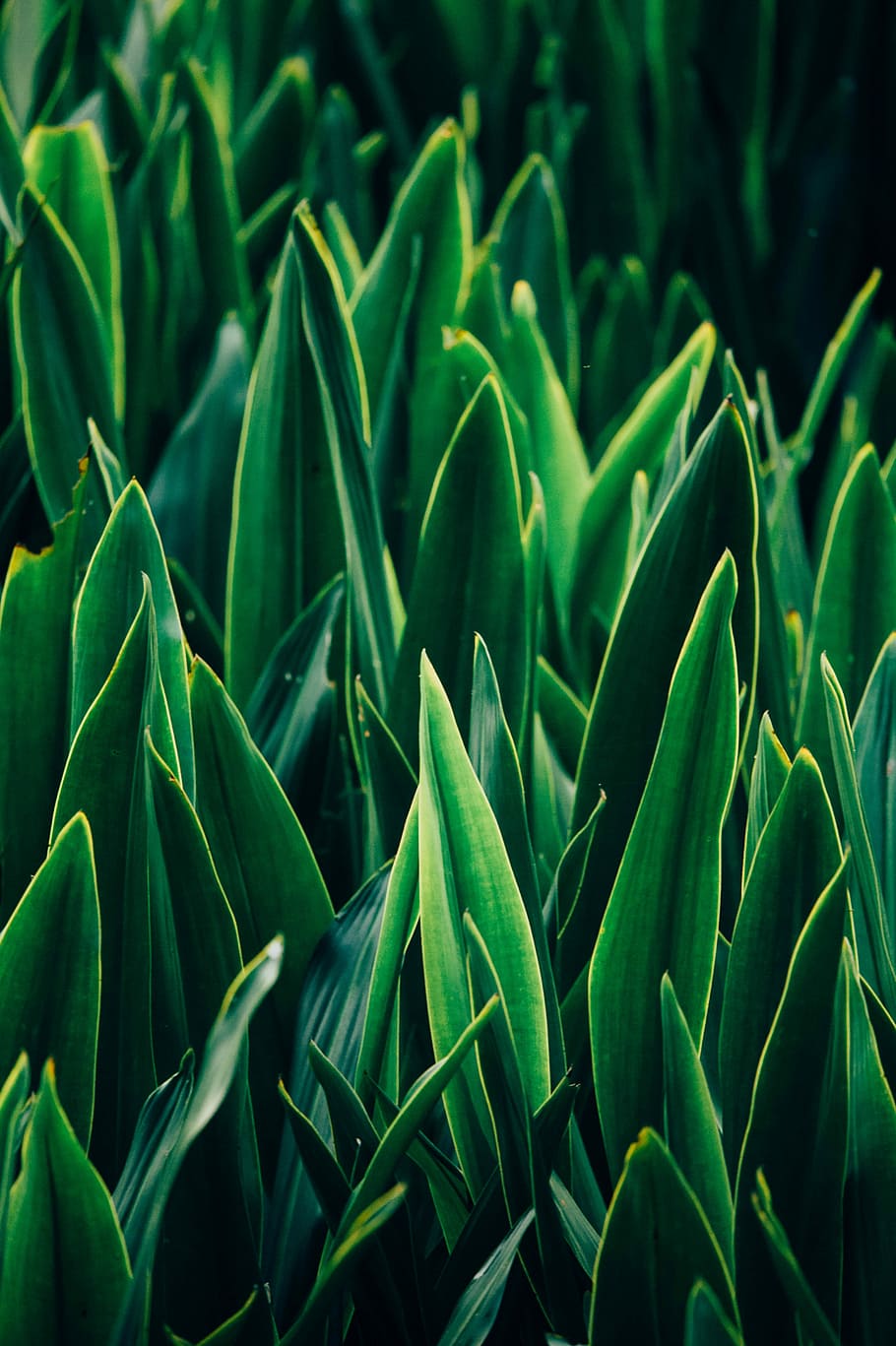 green linear leafed plants, closeup photo of green leafed plants HD wallpaper