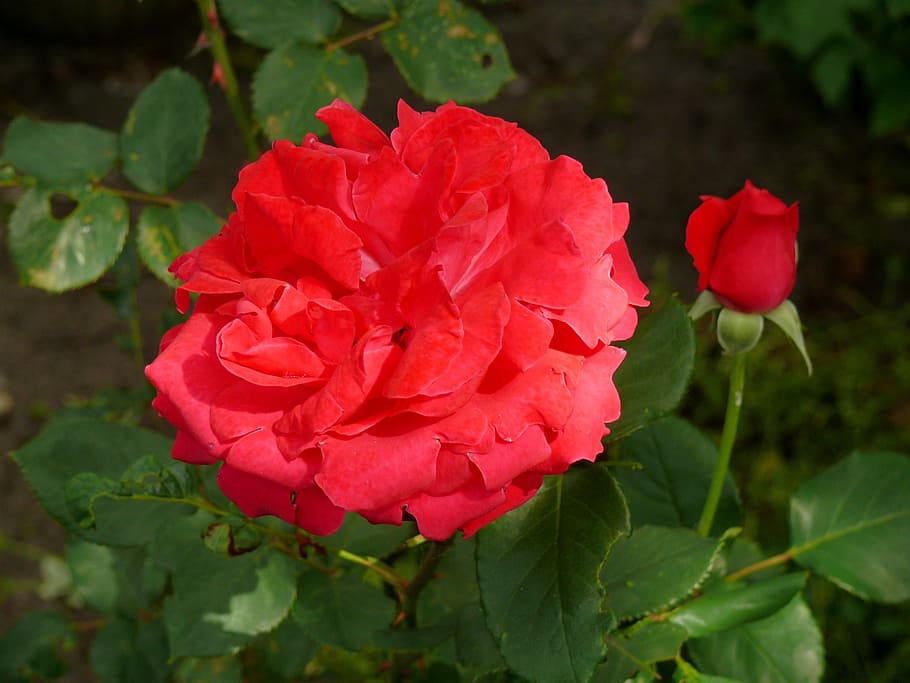 rose, red, flower, bloom, nature, plant, garden, flowering plant HD wallpaper