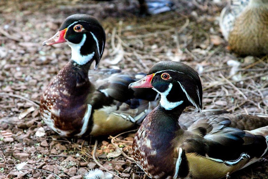 Duck, Mallards, Bird, Pond, swimming, mandarin, animal themes HD wallpaper