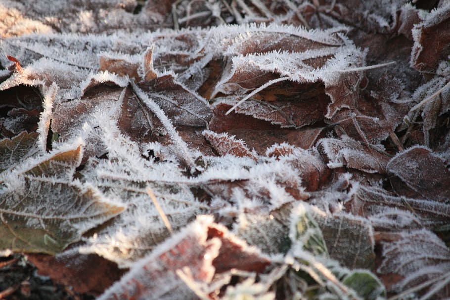 Frost, Leaves, Winter, Cold, Season, plant, natural, morning HD wallpaper