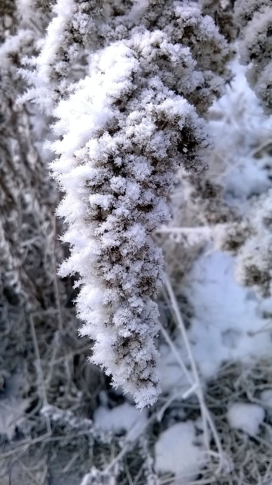 frost, winter, snow, cold, ice, nature, cold temperature, frozen HD wallpaper