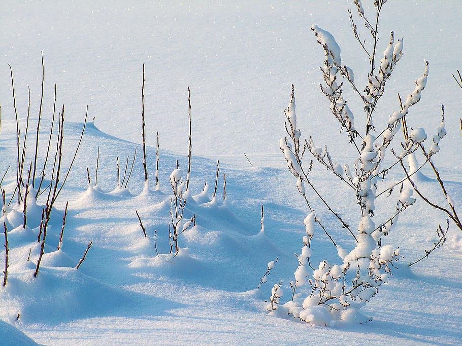 photo of white snow covered with trees, winter, frost, plants HD wallpaper