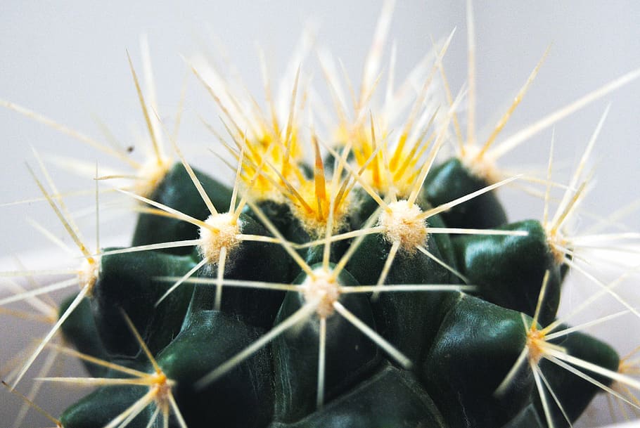 cactus, thorns, plant, desert, nature, thorny, green, skewers HD wallpaper