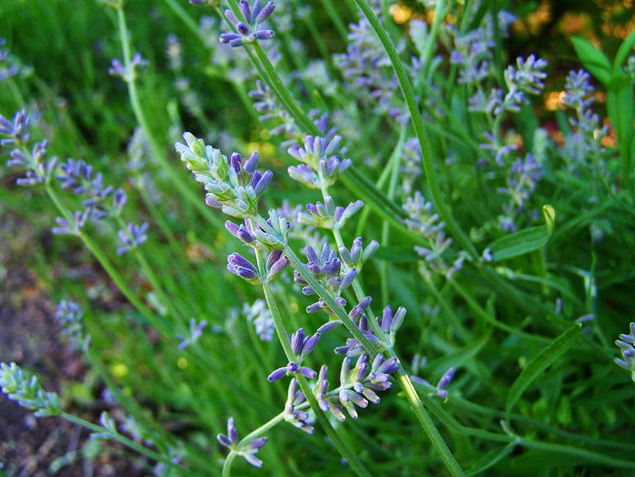 lavender, fragrant herbs, purple, flower, plant, flowering plant HD wallpaper