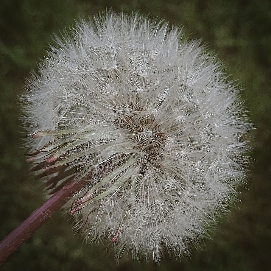 dandelion, spring, nature, fragility, vulnerability, flower HD wallpaper