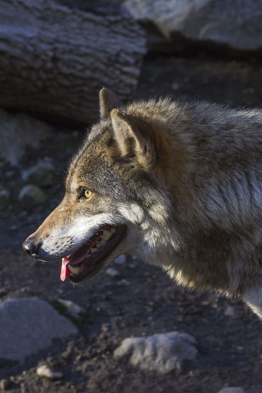 gray and white wolf in close-up photo, Canis Lupus, Predator HD wallpaper