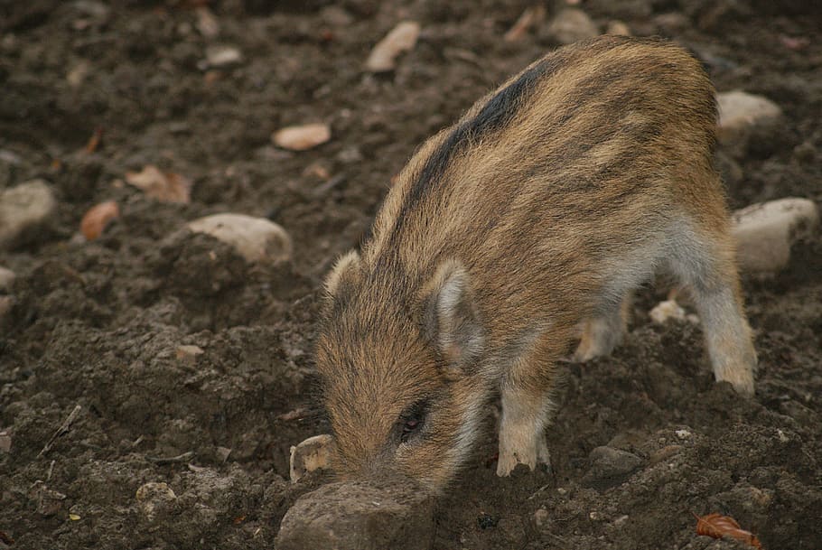 piglet, animals, cute, animal themes, animal wildlife, animals in the wild HD wallpaper
