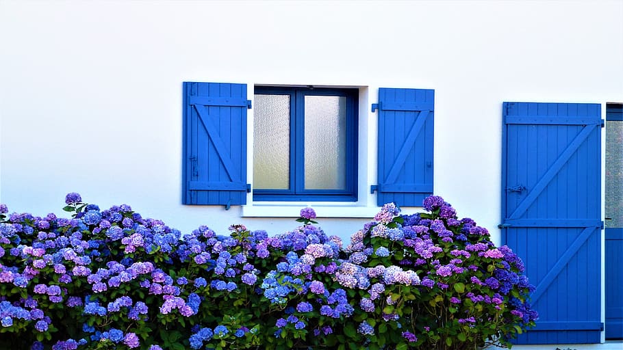 flower, summer, hydrangea, brittany, nature, plant, no person HD wallpaper
