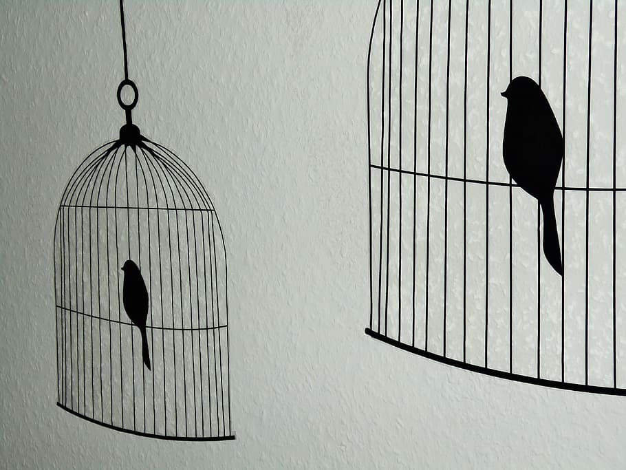 birds, cage, decoration, vertebrate, animal, animal themes HD wallpaper
