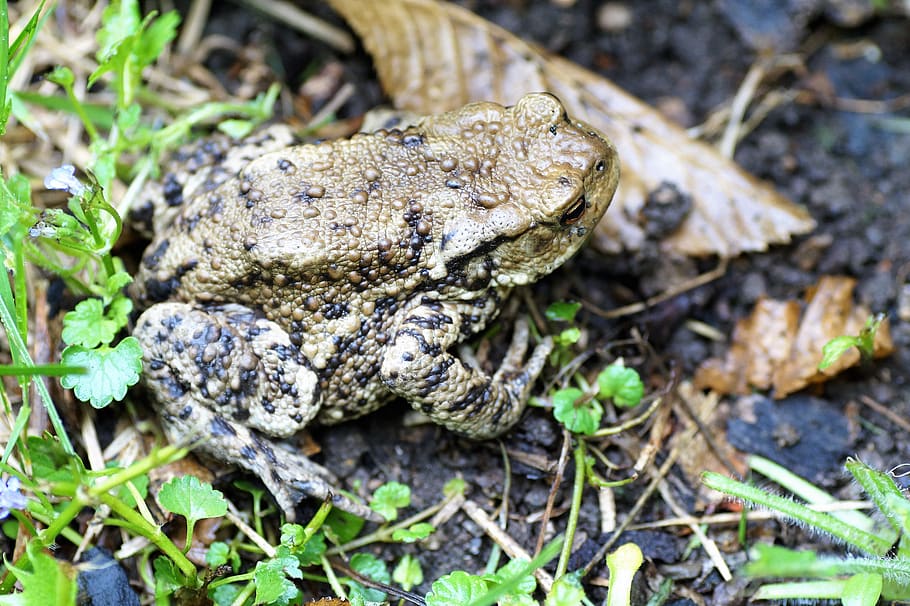 toad, general, bufo bufo, amphibian, blisters, spring, frog HD wallpaper
