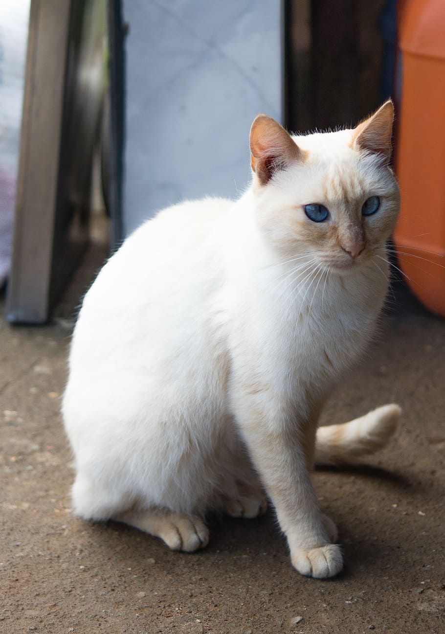 cat, biritiba, mirim, domestic, pets, domestic animals, mammal HD wallpaper
