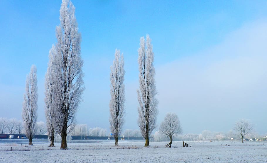 Winter, Trees, Ripe, Landscape, Nature, snow, meadow, white HD wallpaper