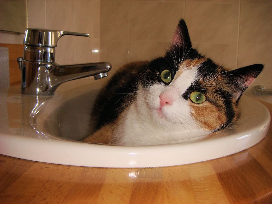 Cats, Pet, Animal, lapjeskat, mammal, thirst, domestic animals HD wallpaper