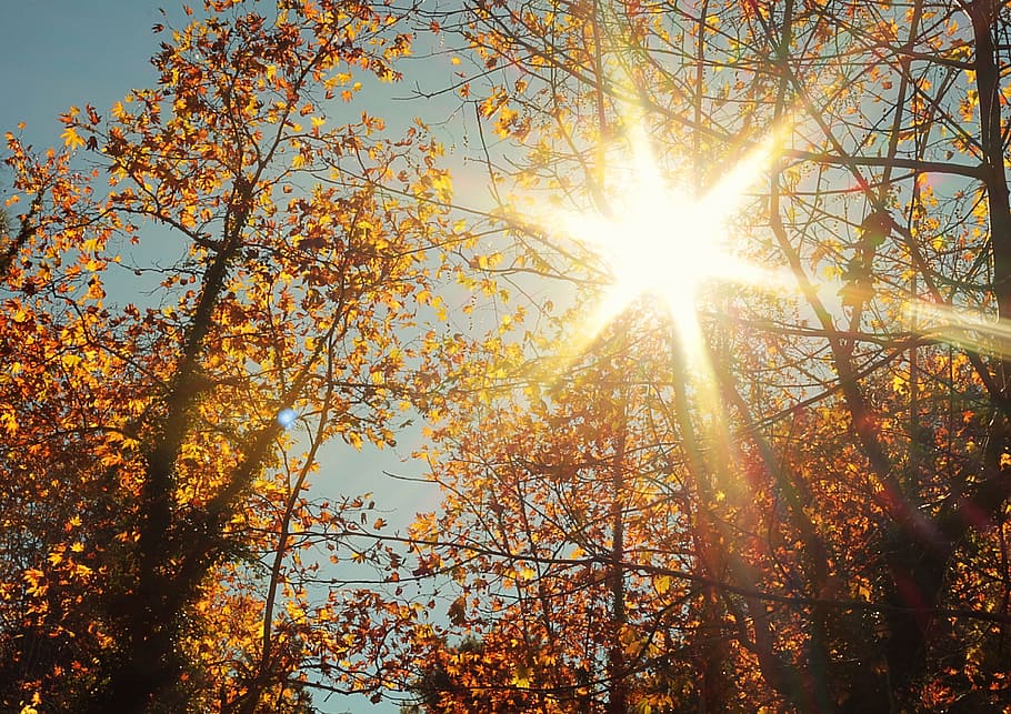solar, nature, landscape, tree, sunlight, plant, sky, sunbeam HD wallpaper
