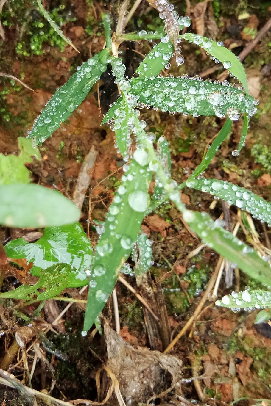 rain, dew, grass, autumn, green color, plant, growth, plant part HD wallpaper