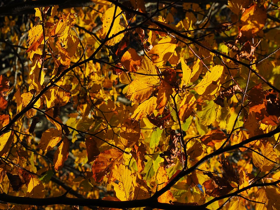 leaves, fall foliage, golden, fall color, colorful, beech leaves, HD wallpaper