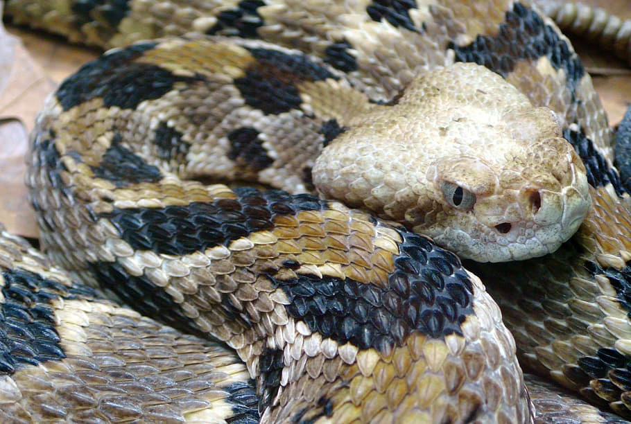 Timber Rattlesnake - Crotalus horridus, photo, public domain