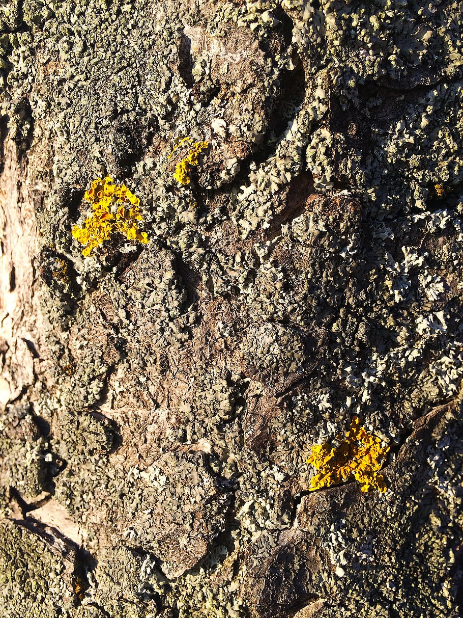bark, moss, log, tree, nature, tribe, tree bark, structure HD wallpaper
