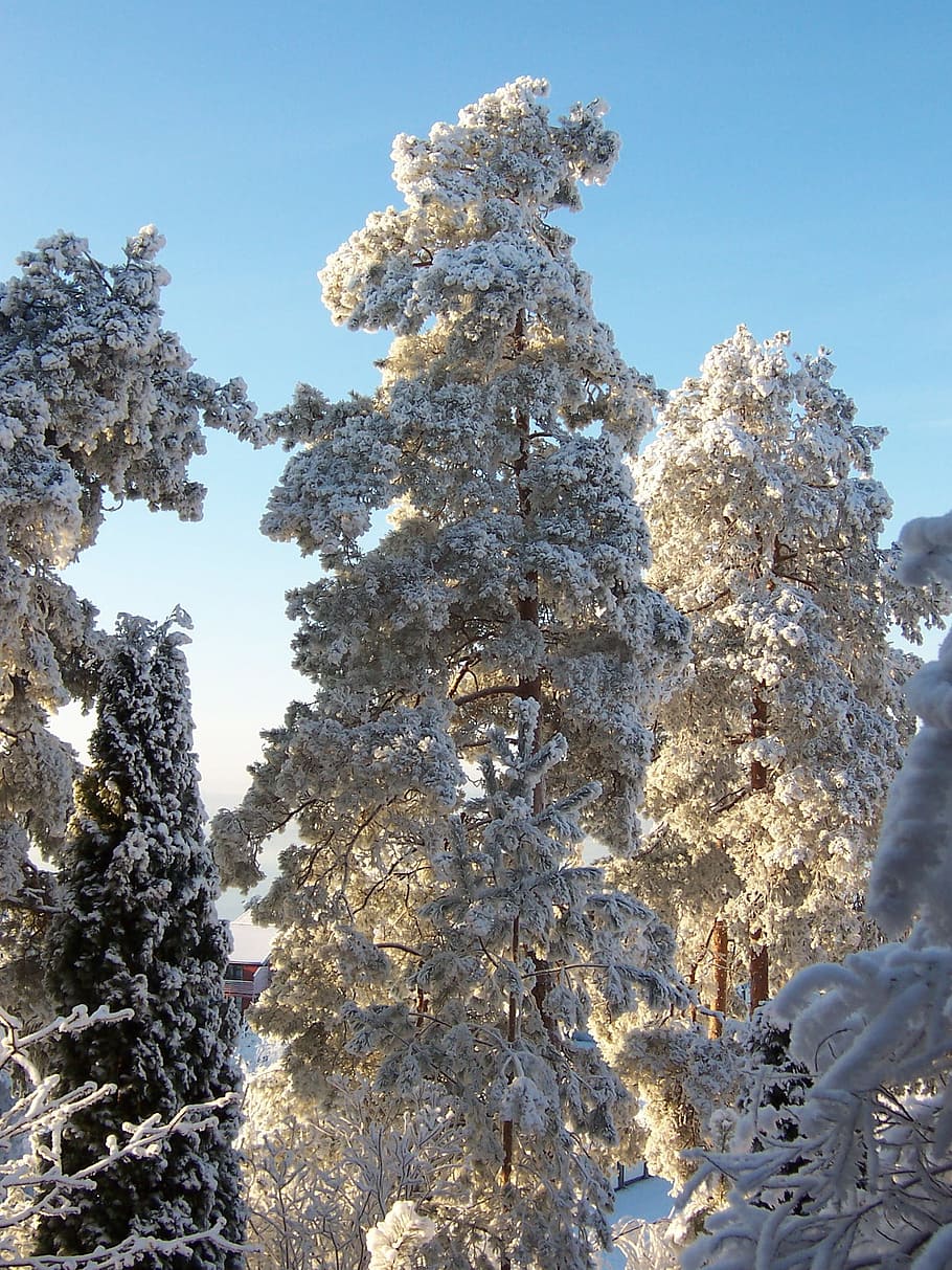 White, Pine, Snow, winter, cold temperature, tree, nature, pine tree HD wallpaper
