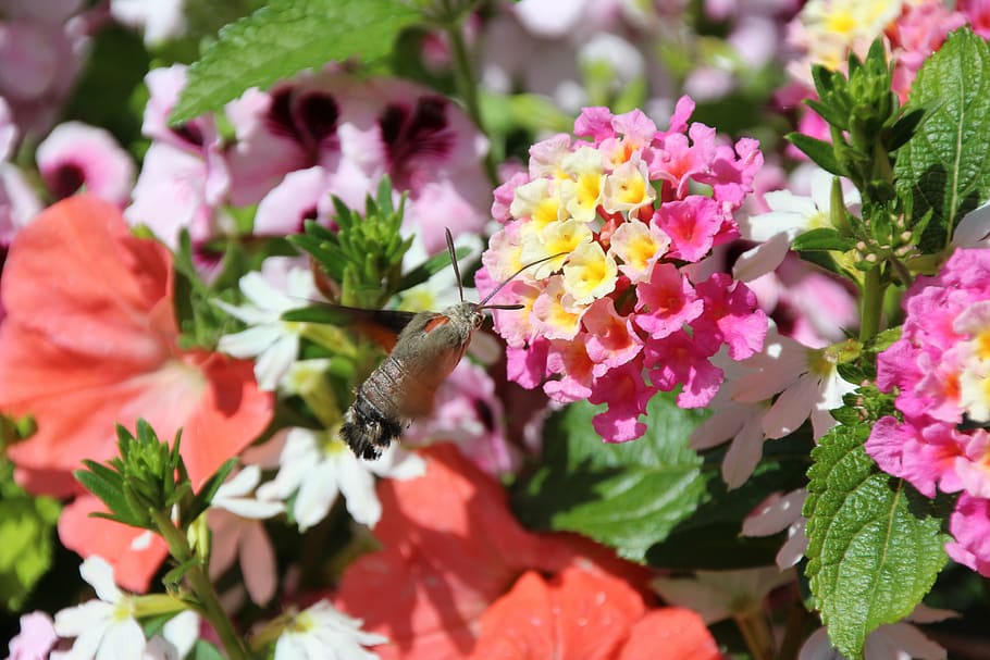 proboscis, insect, suction nozzles, flowering plant, fragility HD wallpaper