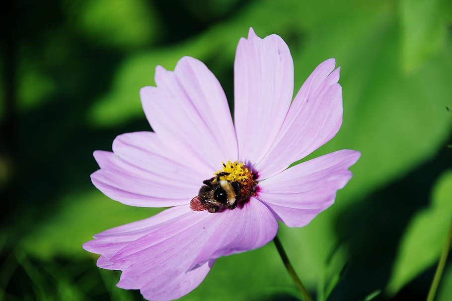 bumblebee, flower, leaf, nature, green, purple, bloom, beautiful HD wallpaper