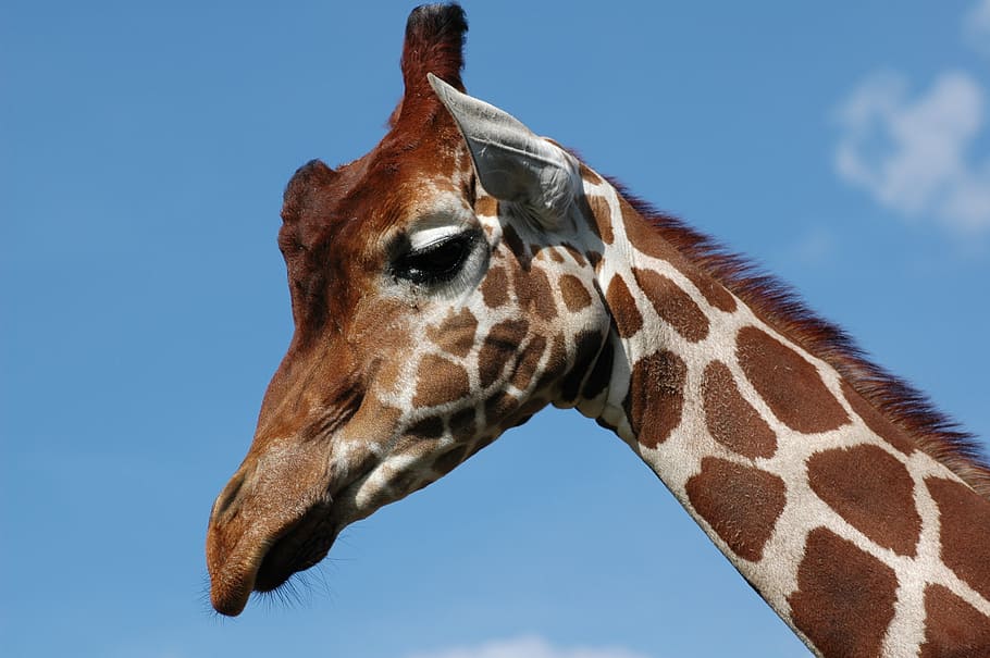 giraffe, whipsnade zoo, blue sky, one animal, animal themes, HD wallpaper