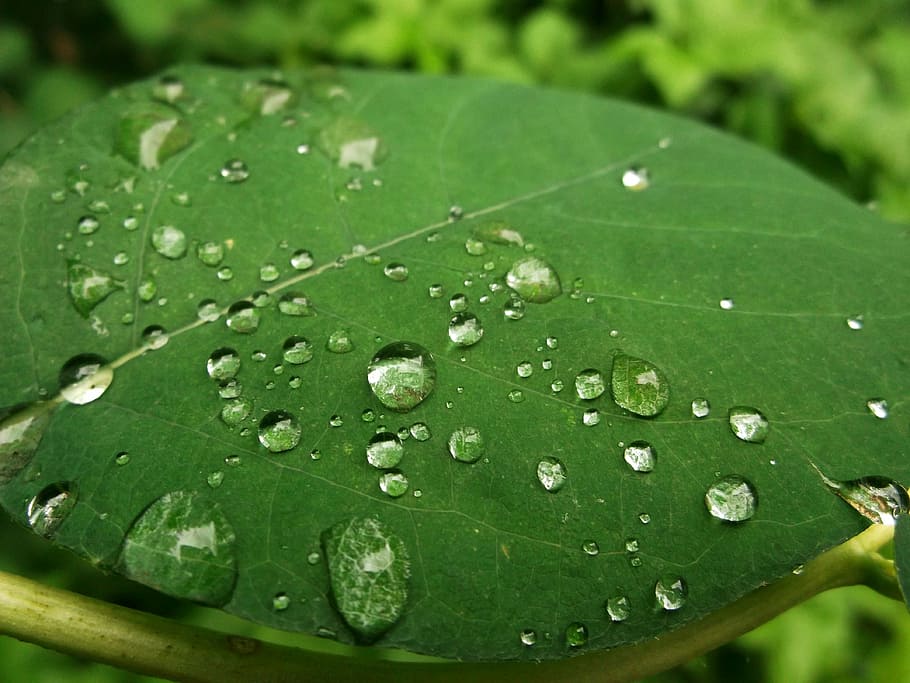 leaf, green, raindrop, wet, water, green color, plant part HD wallpaper