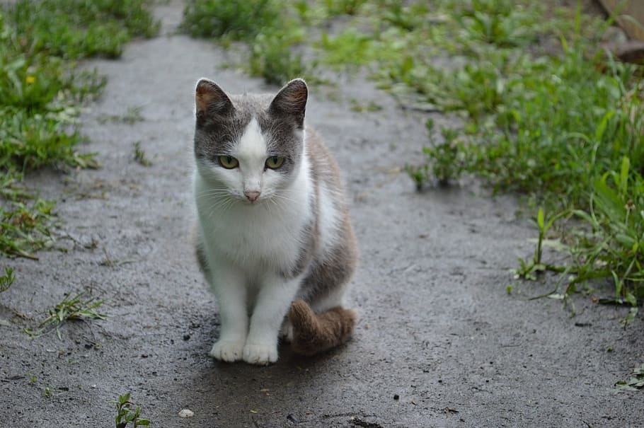 Cat, Land, Farm, Village, Grass, rain, dirt, one animal, animal themes HD wallpaper