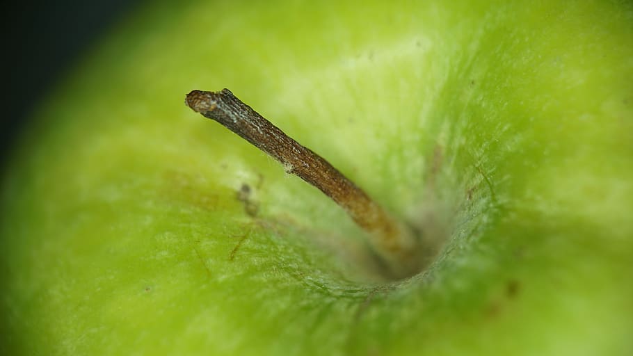 Green, Apple, Fruit, one animal, animal themes, animals in the wild HD wallpaper
