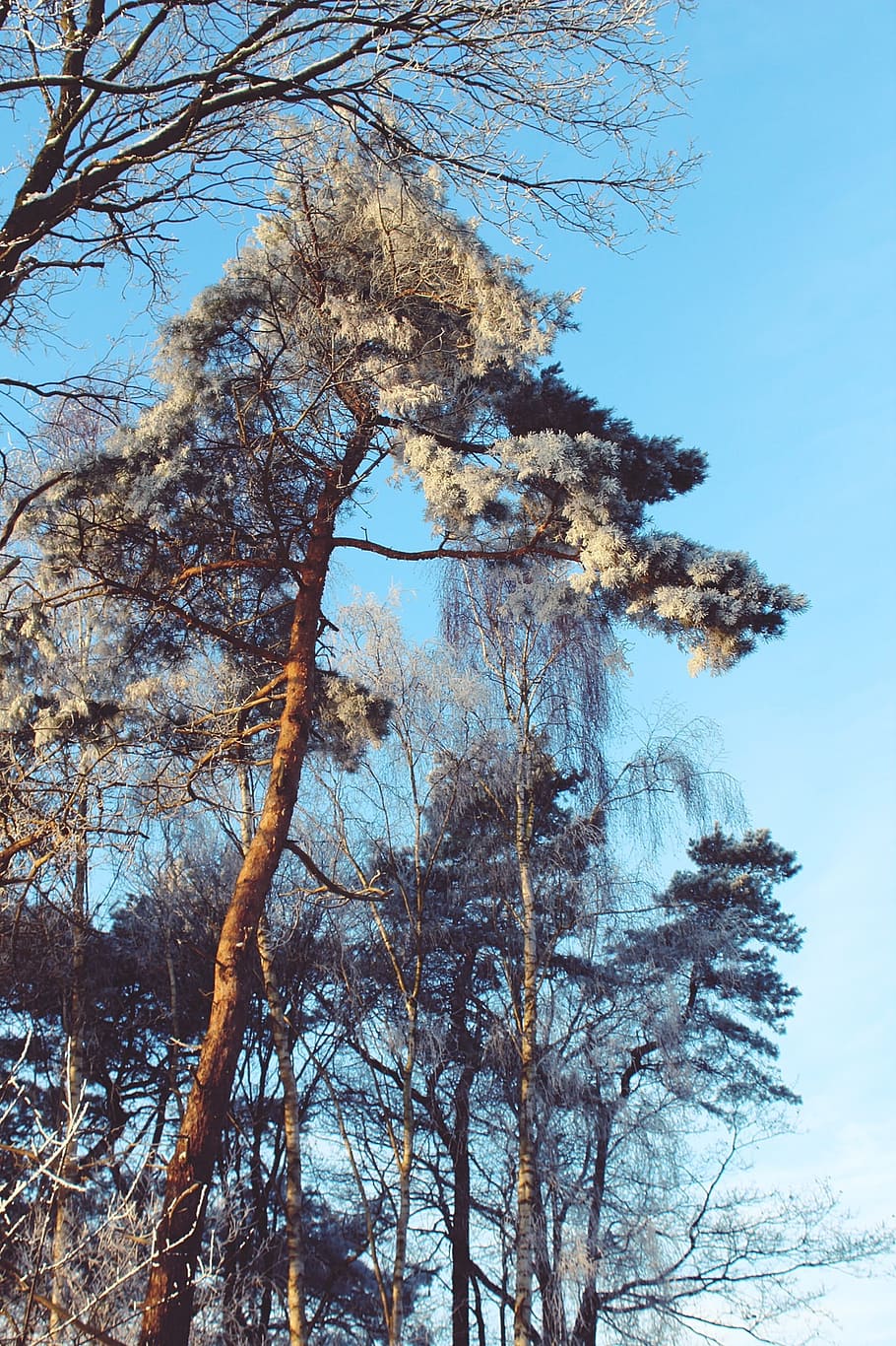 wintry, winter, landscape, snow, snowy, winter magic, evening sky