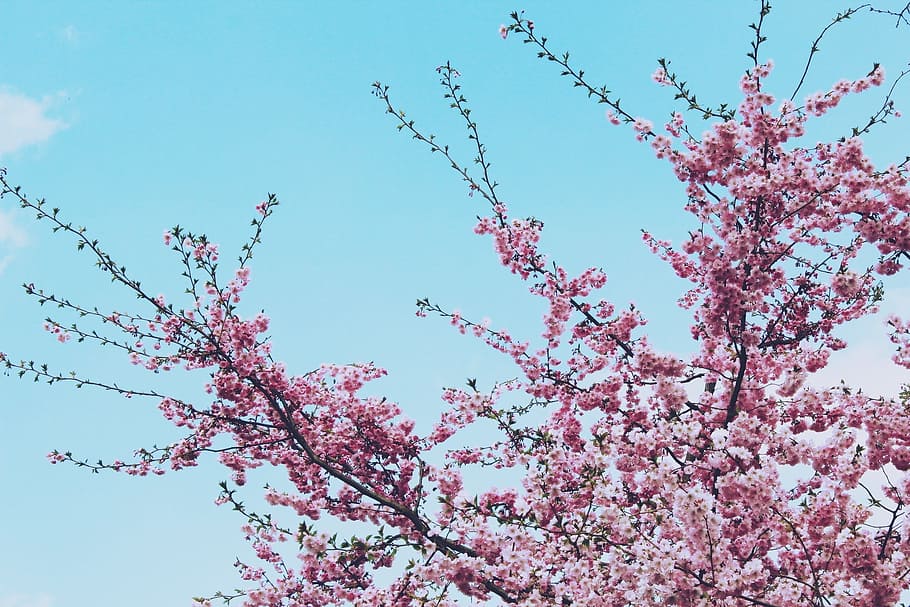 Cherry, Tree, Cherry Blossom, Flowers, spring, leaves, garden HD wallpaper