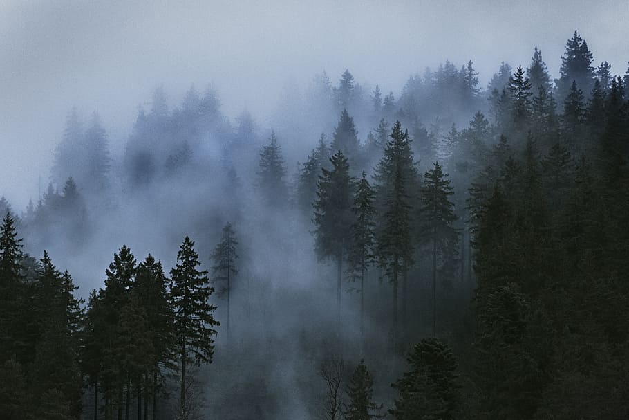 Aerial Photo of Pine Trees, black forest, clouds, cloudy, cold