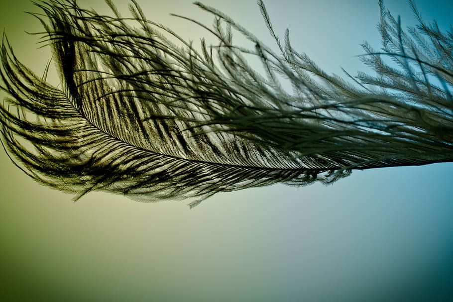 strauss spring, ease, close, bird feather, spring dress, plumage, HD wallpaper