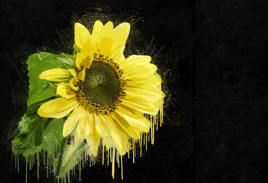 yellow flower on black background, sunflower, plant, summer, nature, HD wallpaper